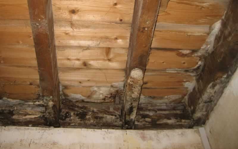 Dry Rot Treatment-1