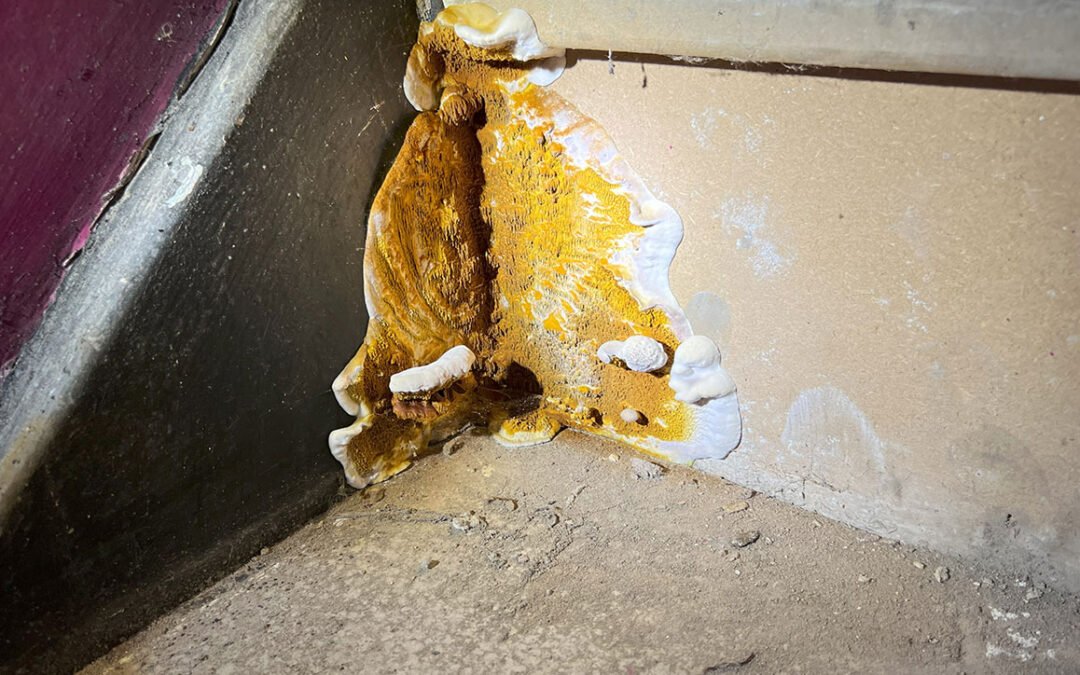 Dry rot treatment Manchester