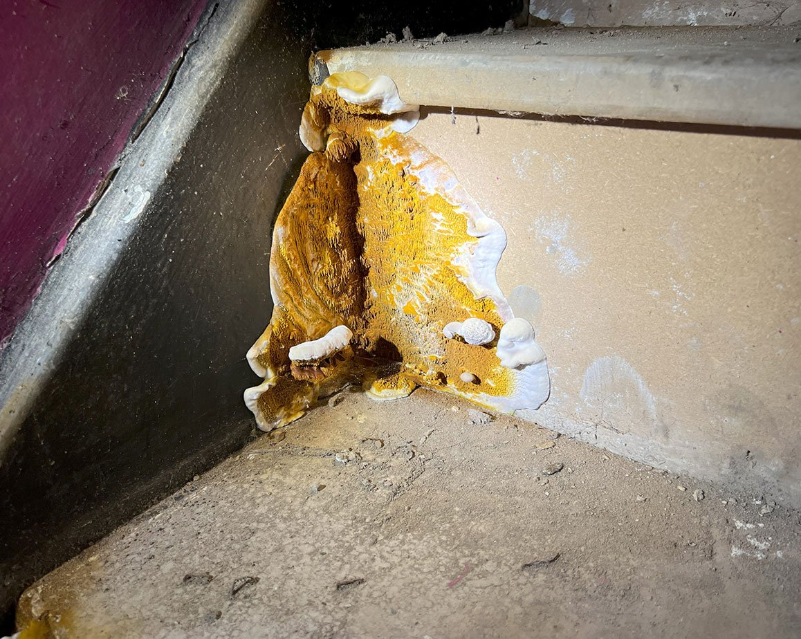 Dry Rot Treatment-2