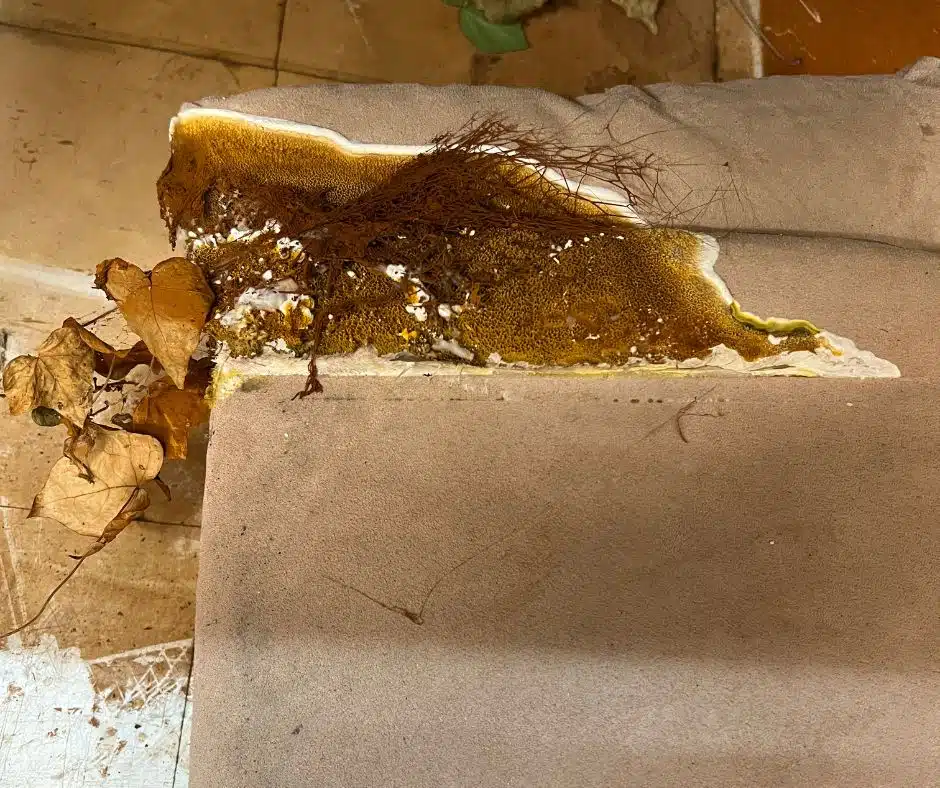 Dry Rot Treatment-3