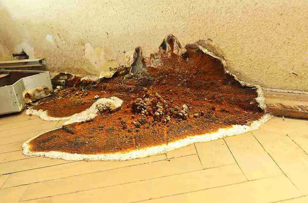 Dry Rot Treatment