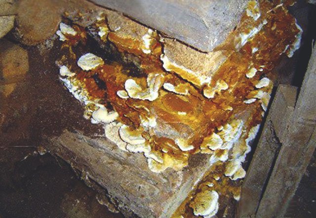 Wet Rot Treatment-5