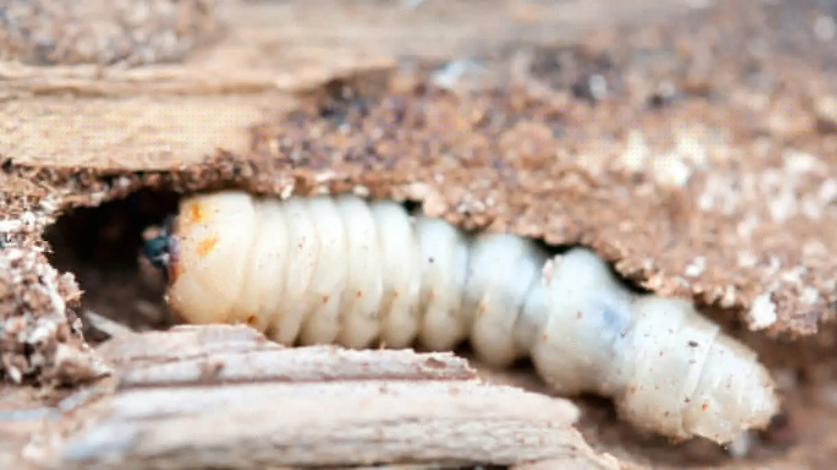 Woodworm Treatment-2