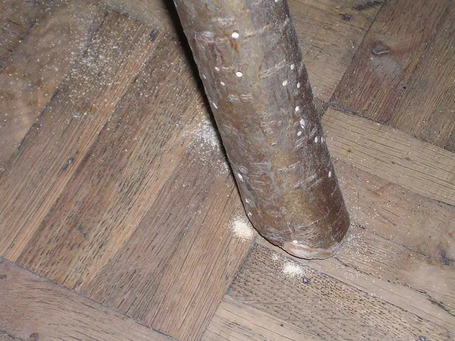 Woodworm Treatment-3