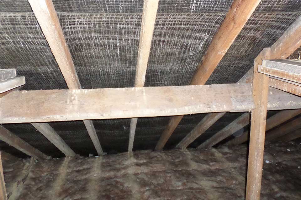 Woodworm Treatment-4