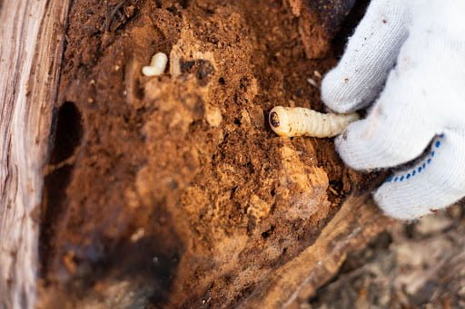 Woodworm Treatment-5