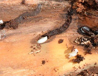 Woodworm Treatment-6